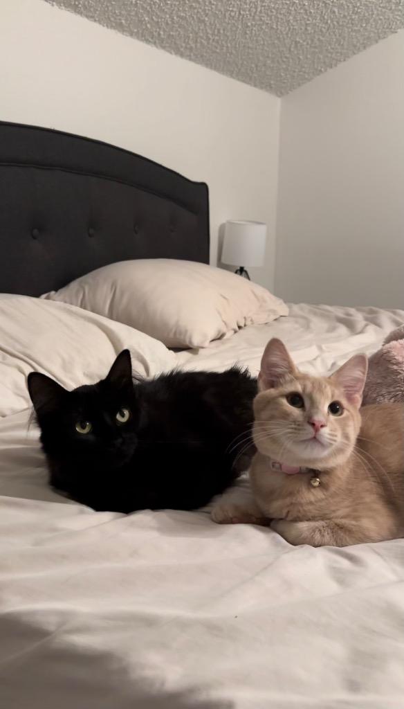 Bumble, Adoptable, Young Female Domestic Short Hair.