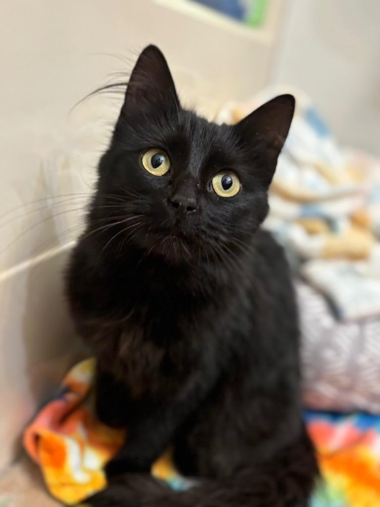 Bumble, a Adoptable mixed breed in Claremore, OK image 1/5