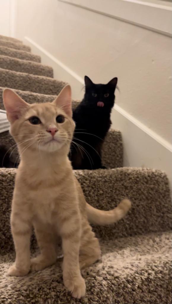 Bumble, Adoptable, Young Female Domestic Short Hair.