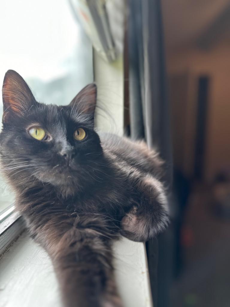 Bumble, a Adoptable mixed breed in Claremore, OK image 3/5