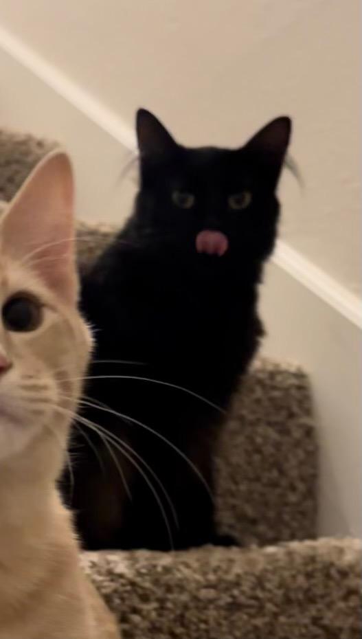 Bumble, a Adoptable mixed breed in Claremore, OK image 5/5