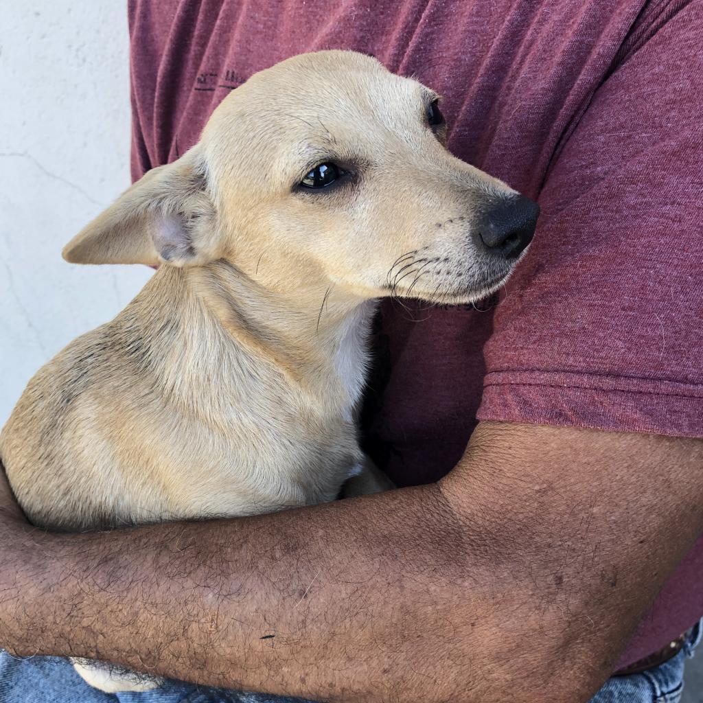 Ricky, a Adoptable mixed breed in Fresno, CA image 1/6