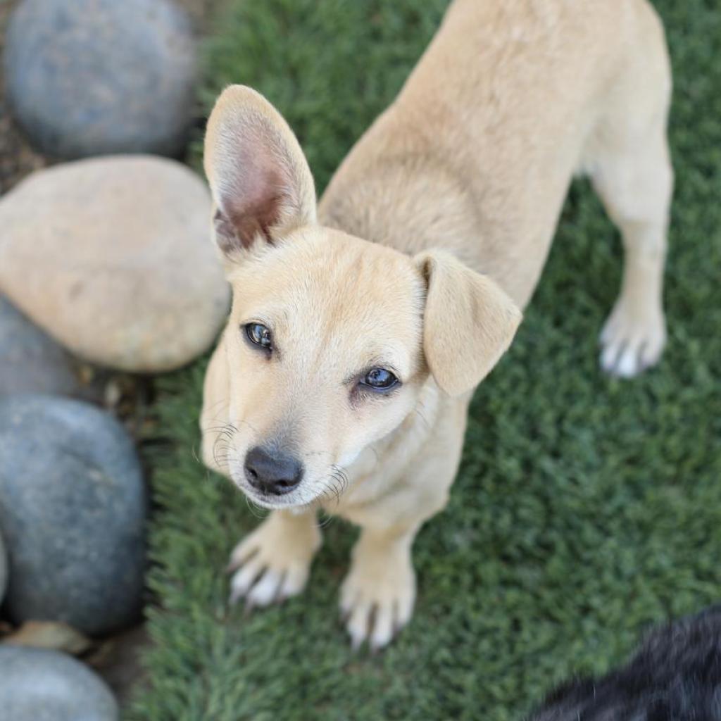 Ricky, a Adoptable mixed breed in Fresno, CA image 2/6