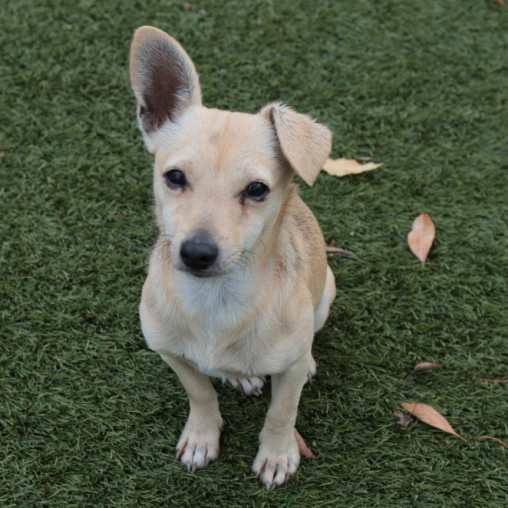 Ricky, a Adoptable mixed breed in Fresno, CA image 3/6