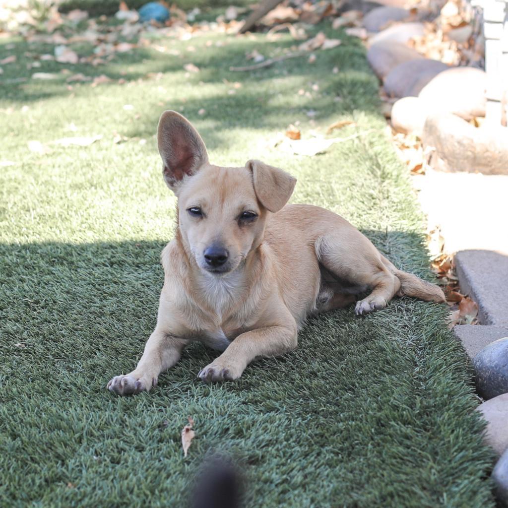 Ricky, a Adoptable mixed breed in Fresno, CA image 4/6