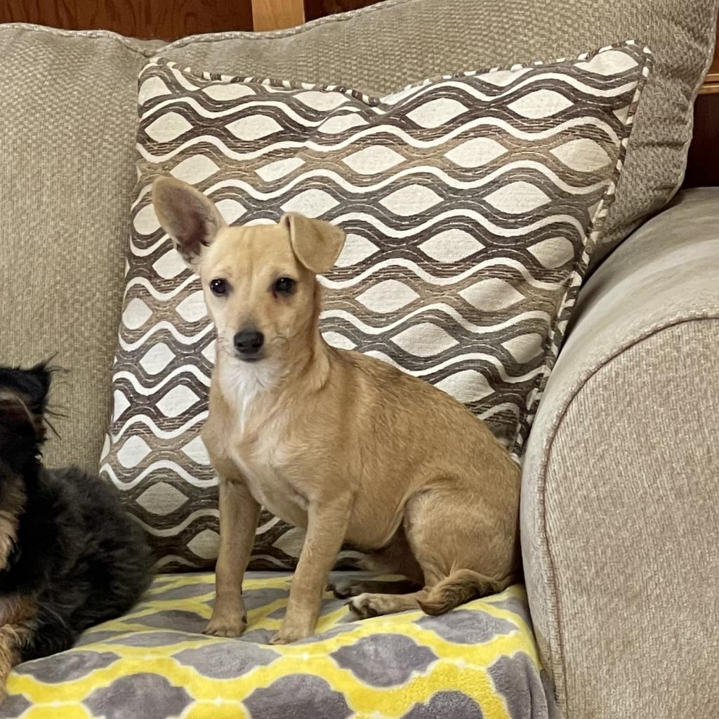 Ricky, a Adoptable mixed breed in Fresno, CA image 6/6