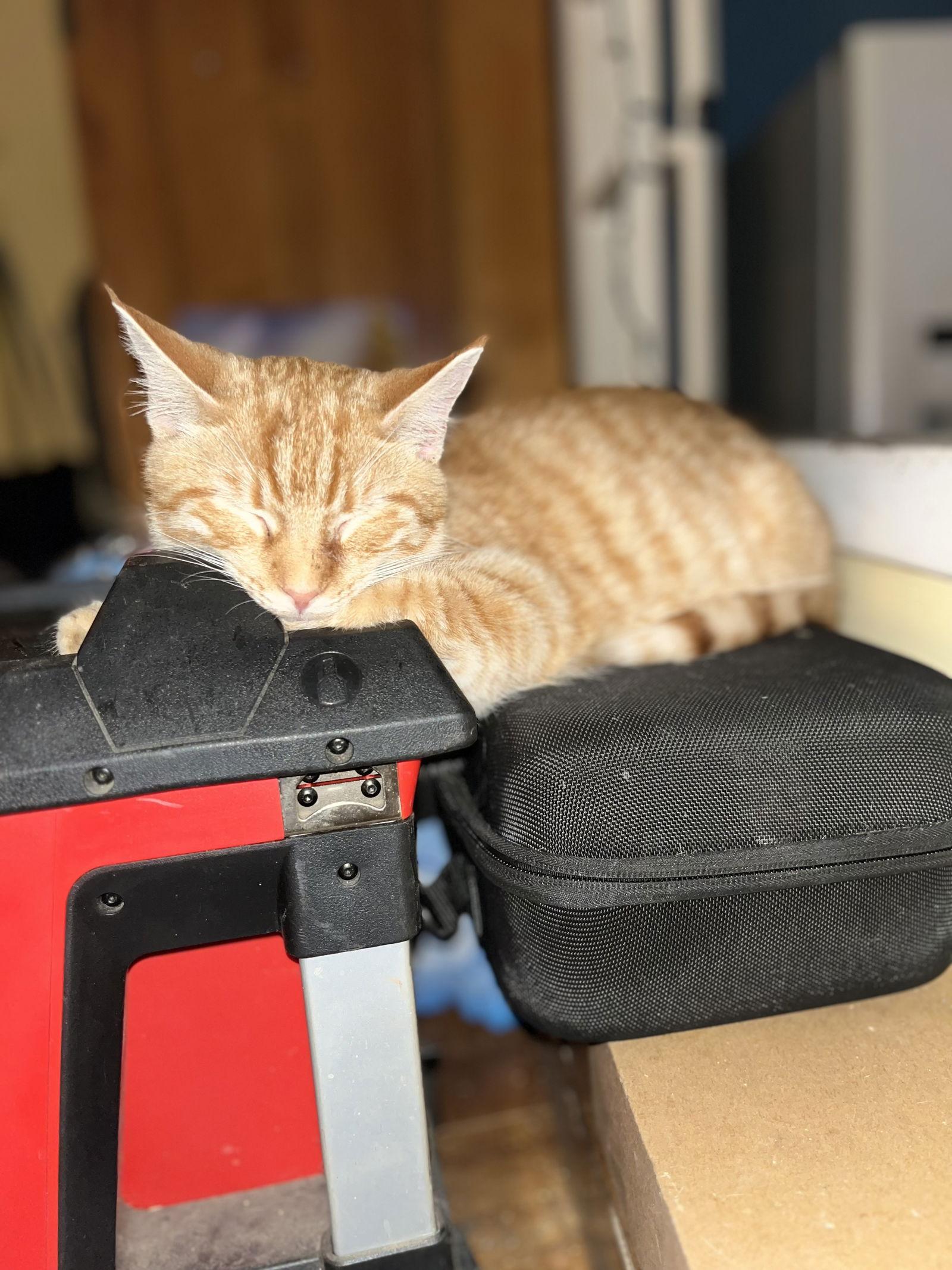 Enlarge George, a Adopted Domestic Short Hair in White Bluff, TN image 1/1