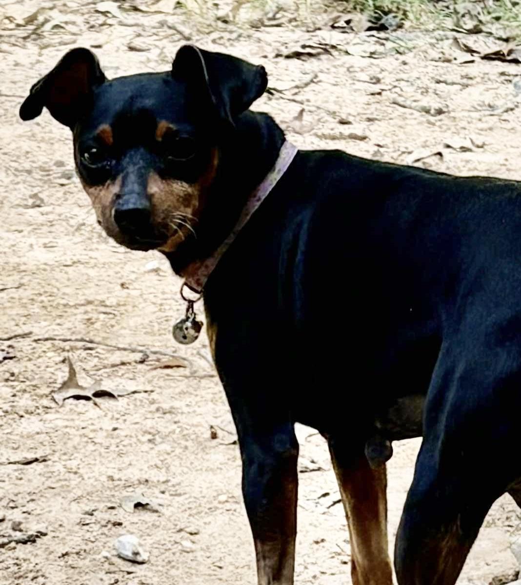 Enlarge Pepper, an adoptable Miniature Pinscher in Austin, TX image 4/5