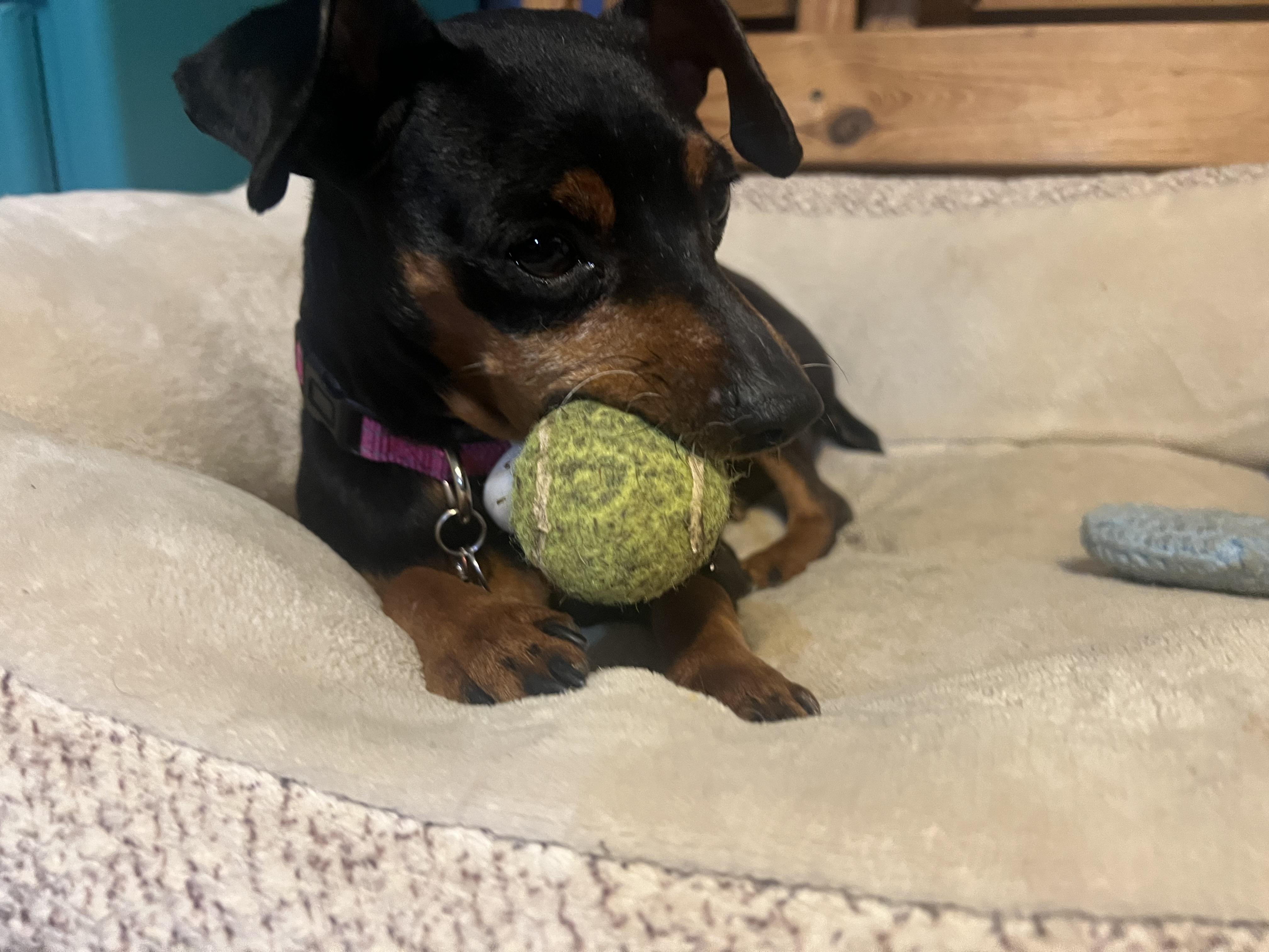 Enlarge Pepper, an adoptable Miniature Pinscher in Austin, TX image 1/5