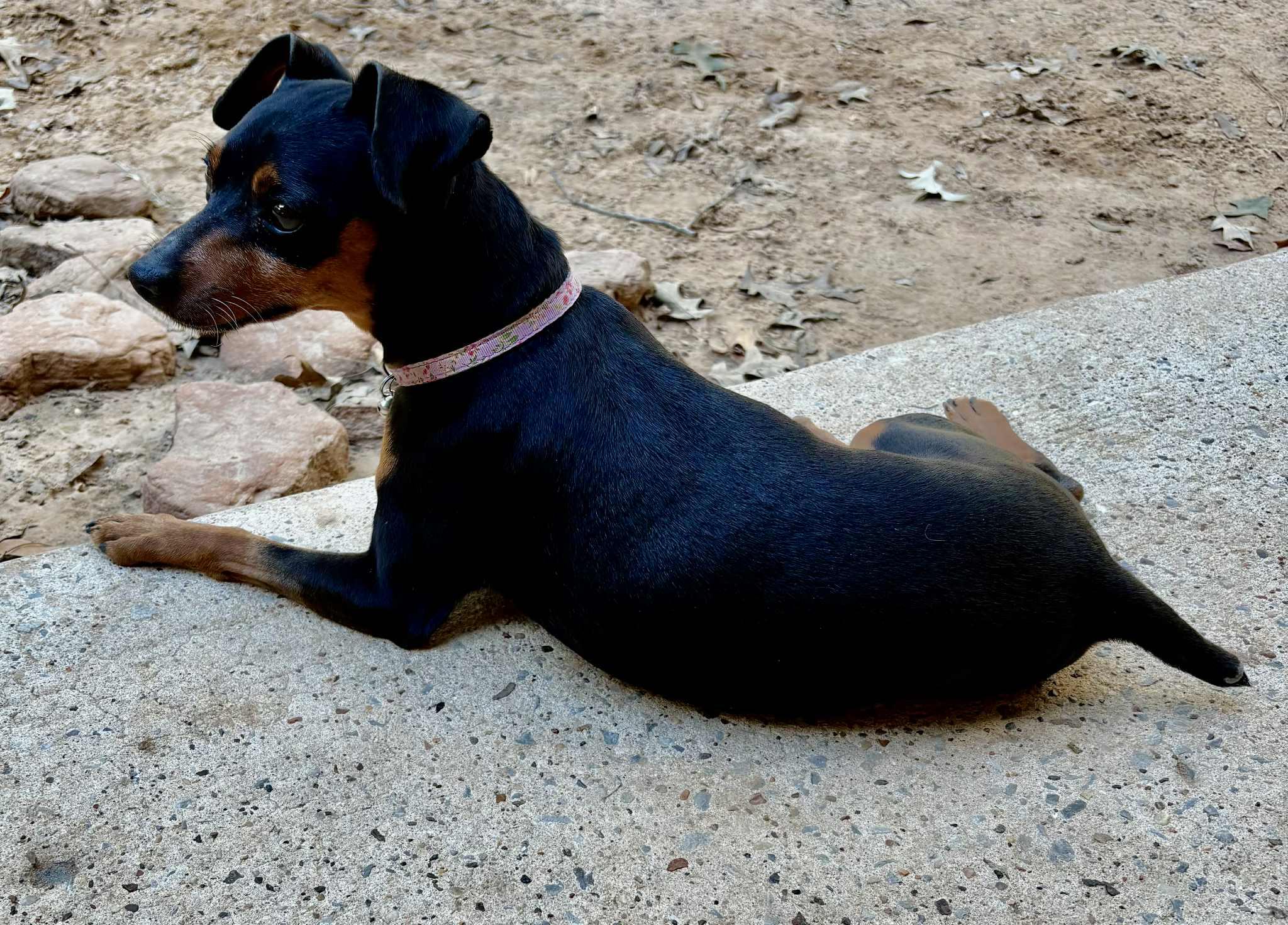 Enlarge Pepper, an adoptable Miniature Pinscher in Austin, TX image 5/5