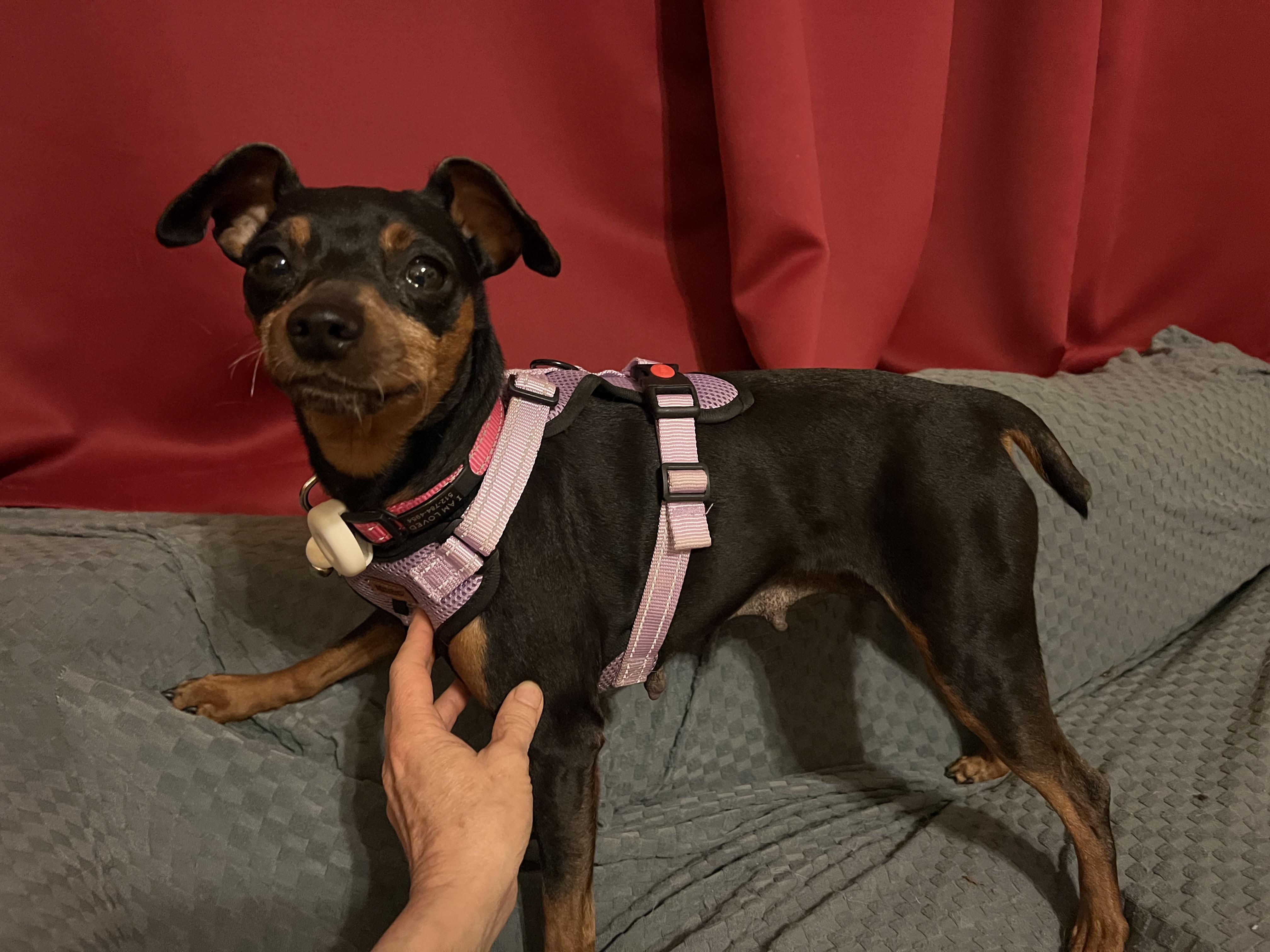 Enlarge Pepper, an adoptable Miniature Pinscher in Austin, TX image 2/5