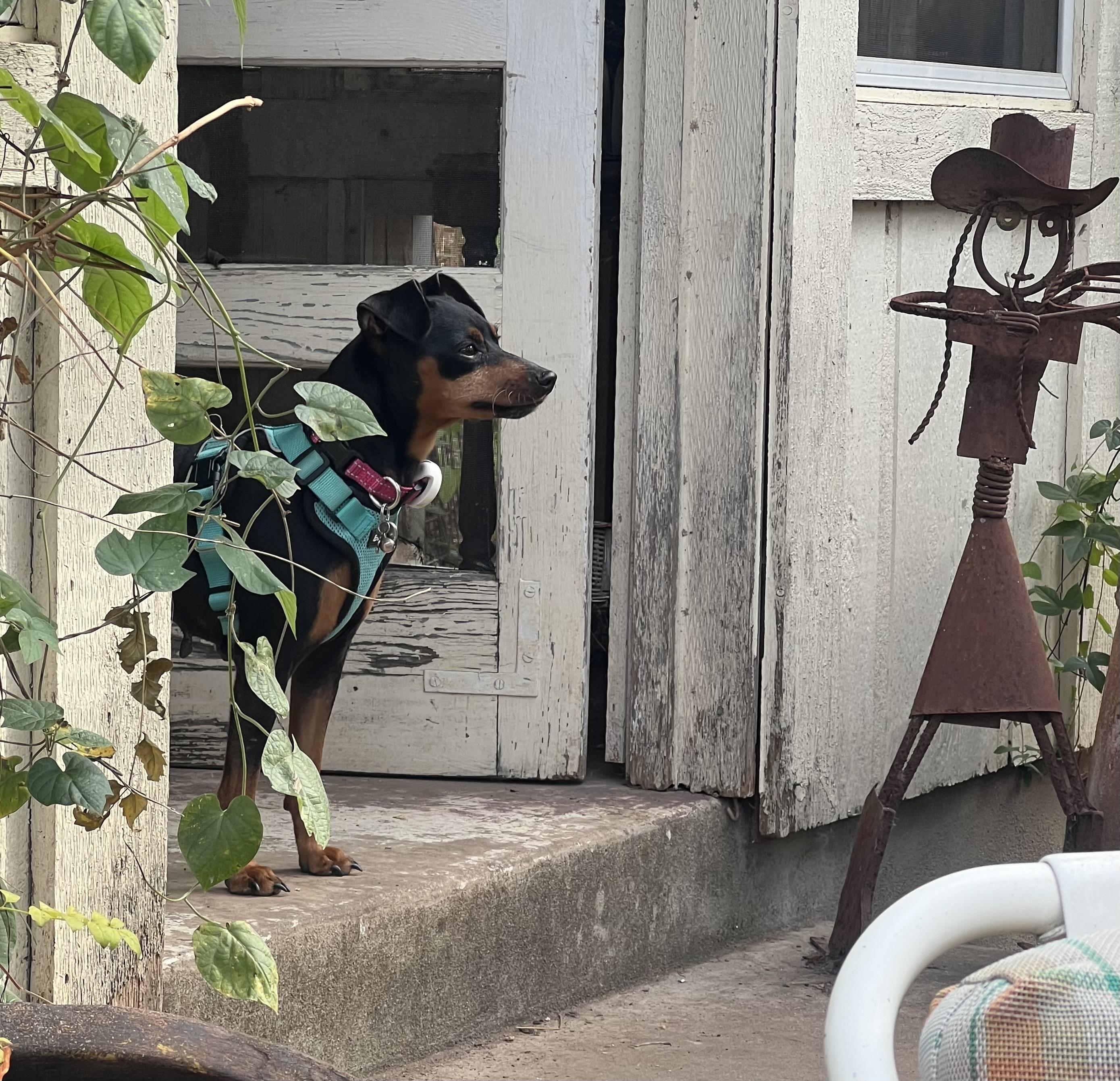 Enlarge Pepper, an adoptable Miniature Pinscher in Austin, TX image 3/5