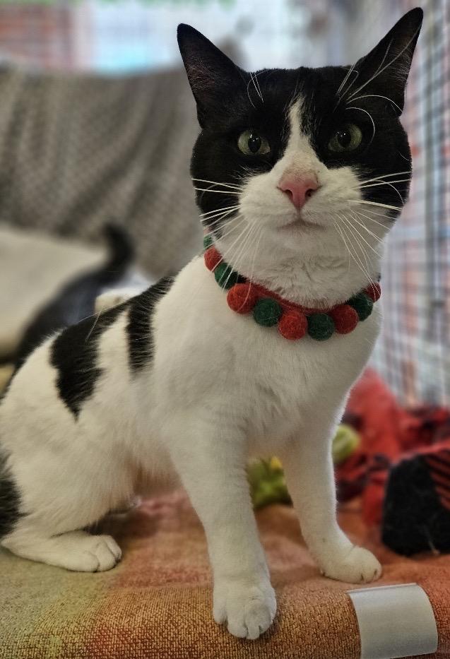 Penelope + Piper, a ADOPTABLE Domestic Short Hair in Frederick, MD image 1/5