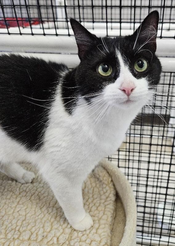 Penelope + Piper, a ADOPTABLE Domestic Short Hair in Frederick, MD image 2/5