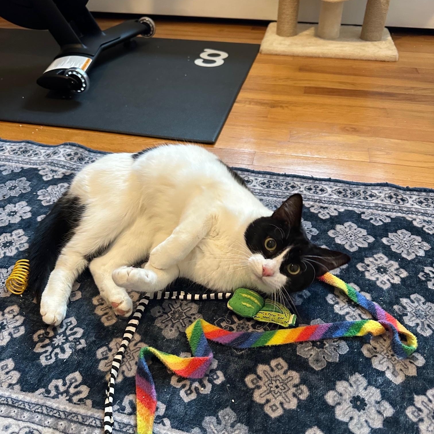 Penelope + Piper, a ADOPTABLE Domestic Short Hair in Frederick, MD image 3/5