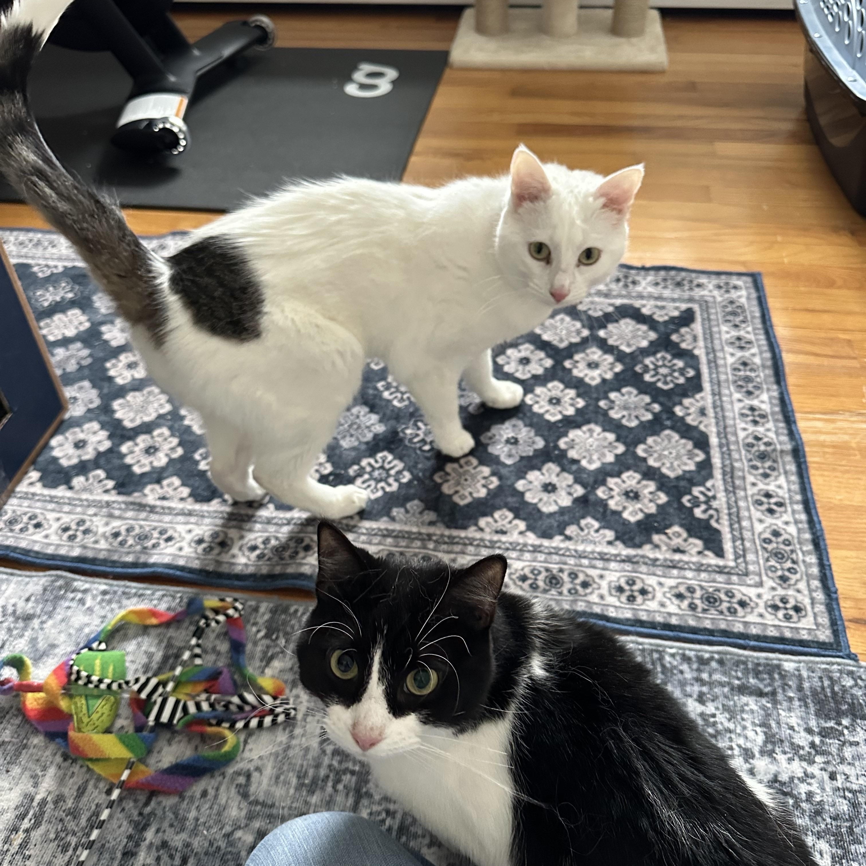 Penelope + Piper, a ADOPTABLE Domestic Short Hair in Frederick, MD image 4/5