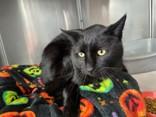 Enlarge Storm, a ADOPTABLE Domestic Short Hair in Manitowoc, WI image 1/1