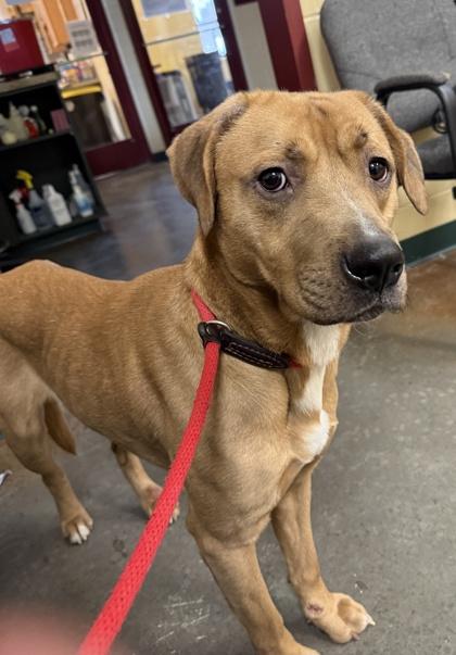 Jagger — thumbnail 2