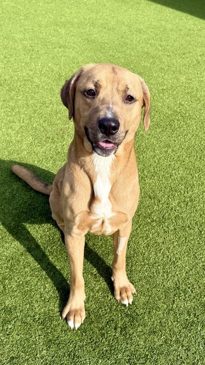 Jagger — thumbnail 3