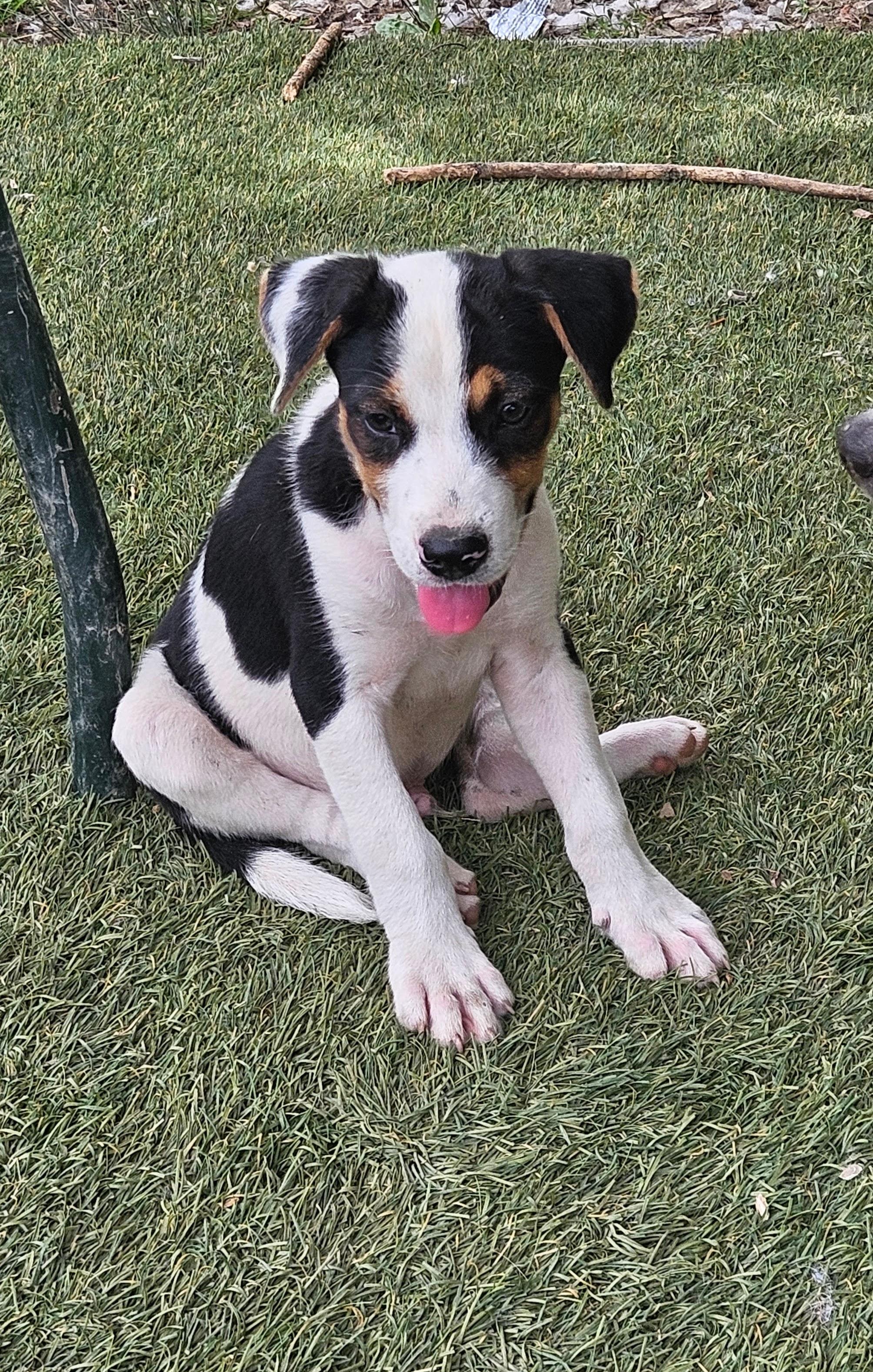 Enlarge Oliver Outstanding, a Adoptable mixed breed in Woburn, MA image 4/6