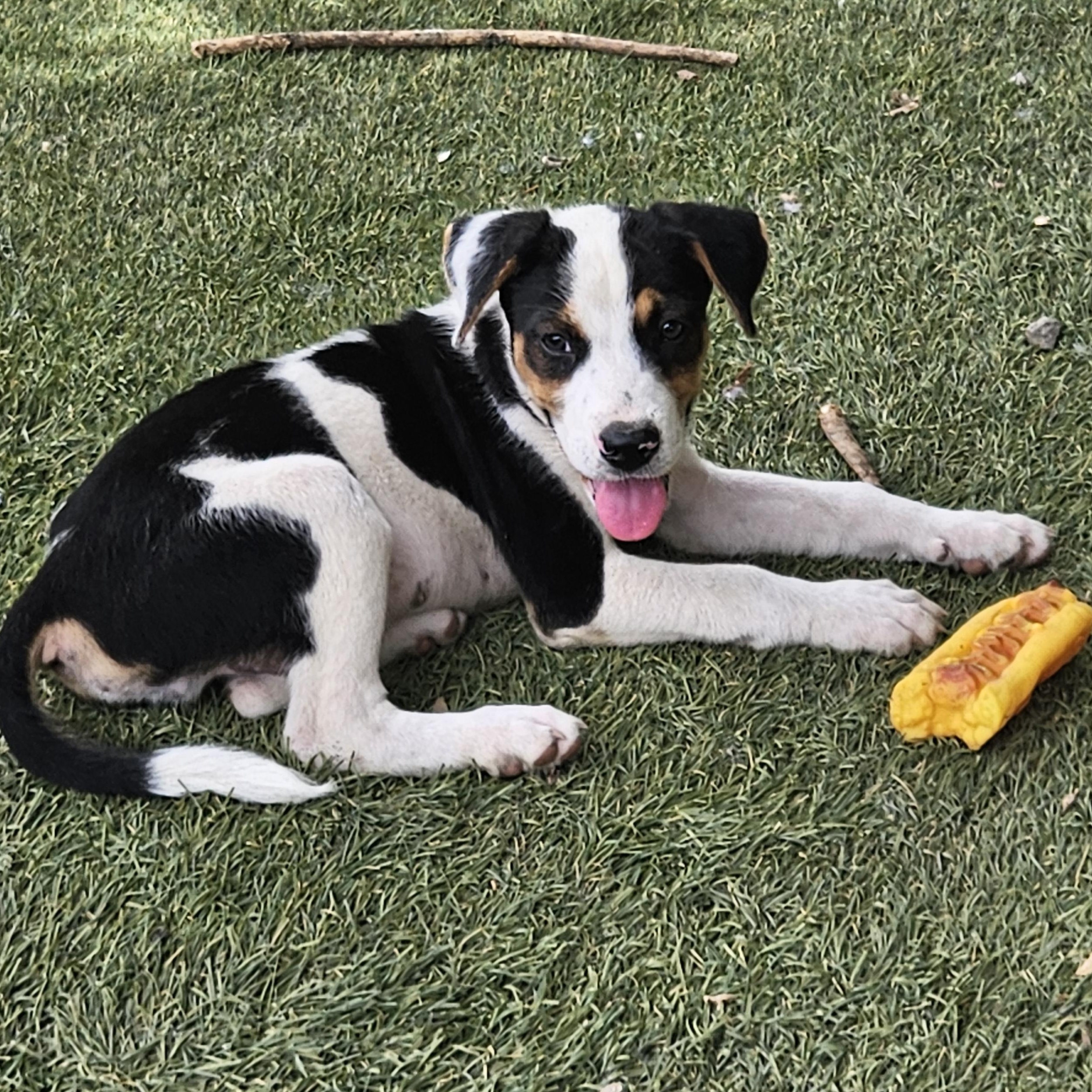 Enlarge Oliver Outstanding, a Adoptable mixed breed in Woburn, MA image 5/6