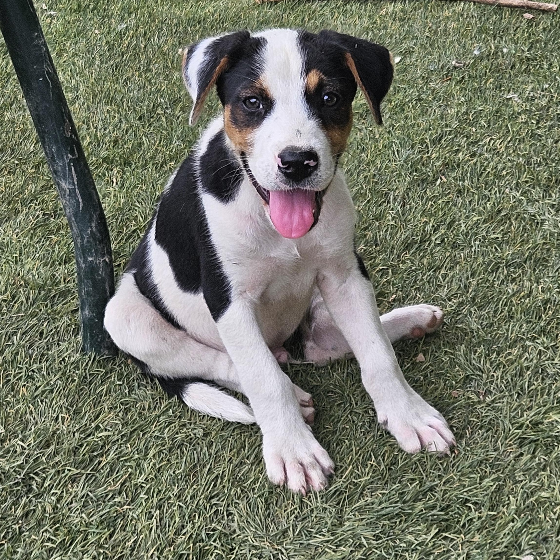 Enlarge Oliver Outstanding, a Adoptable mixed breed in Woburn, MA image 1/6