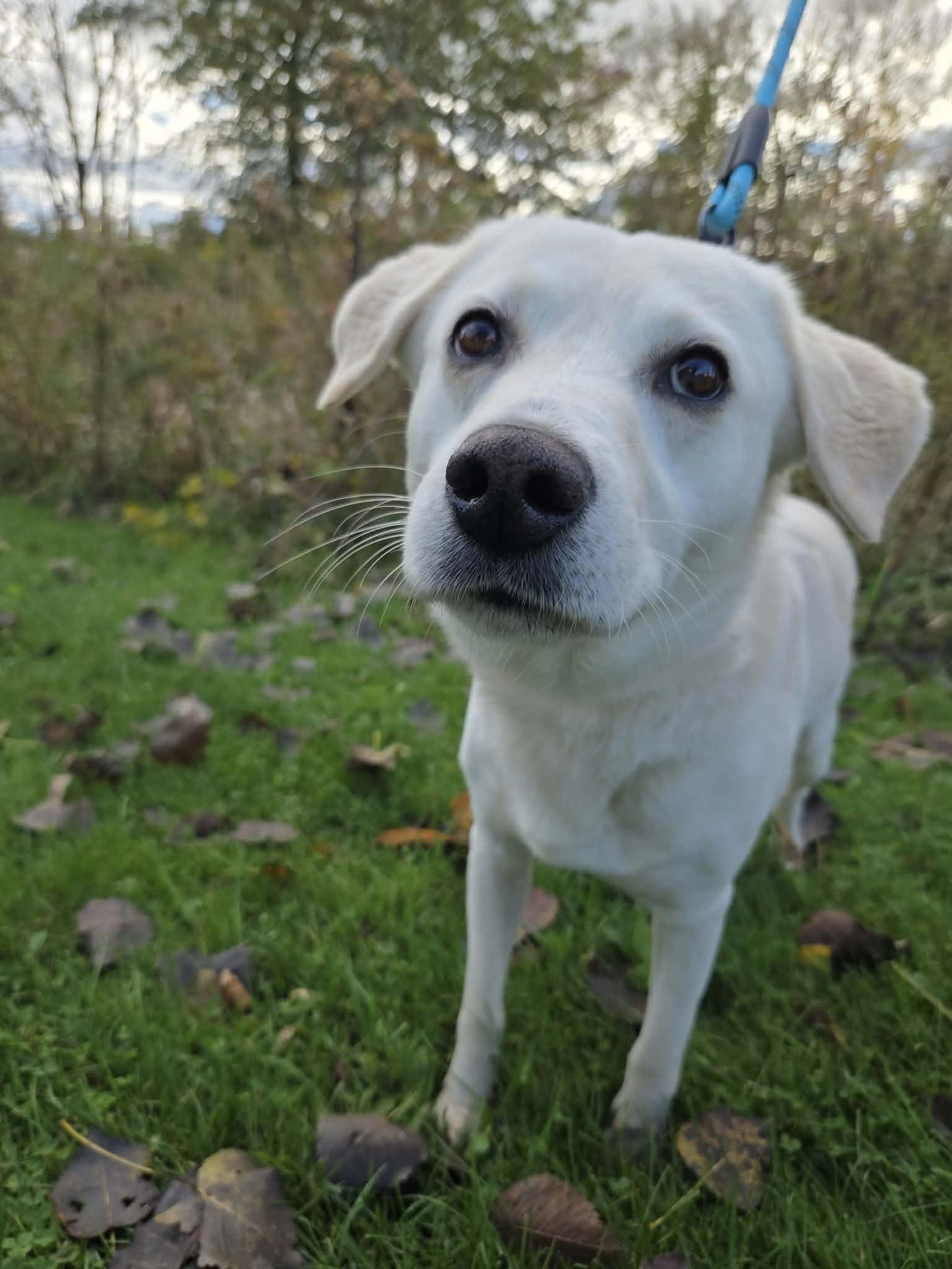 Enlarge Cooper-Not Accepting Applications Yet, a Adoptable mixed breed in Medina, OH image 1/6