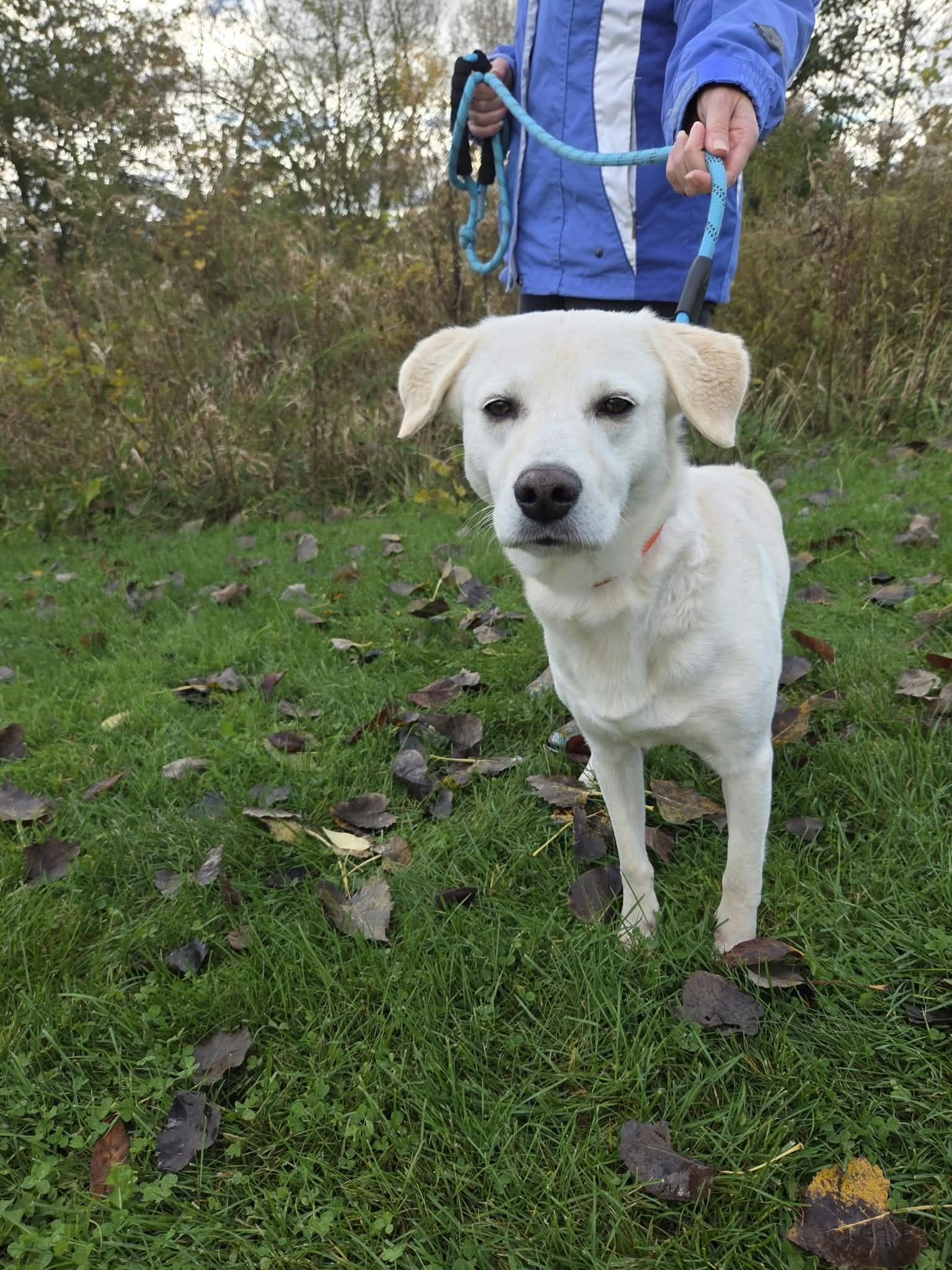 Enlarge Cooper-Not Accepting Applications Yet, a Adoptable mixed breed in Medina, OH image 4/6