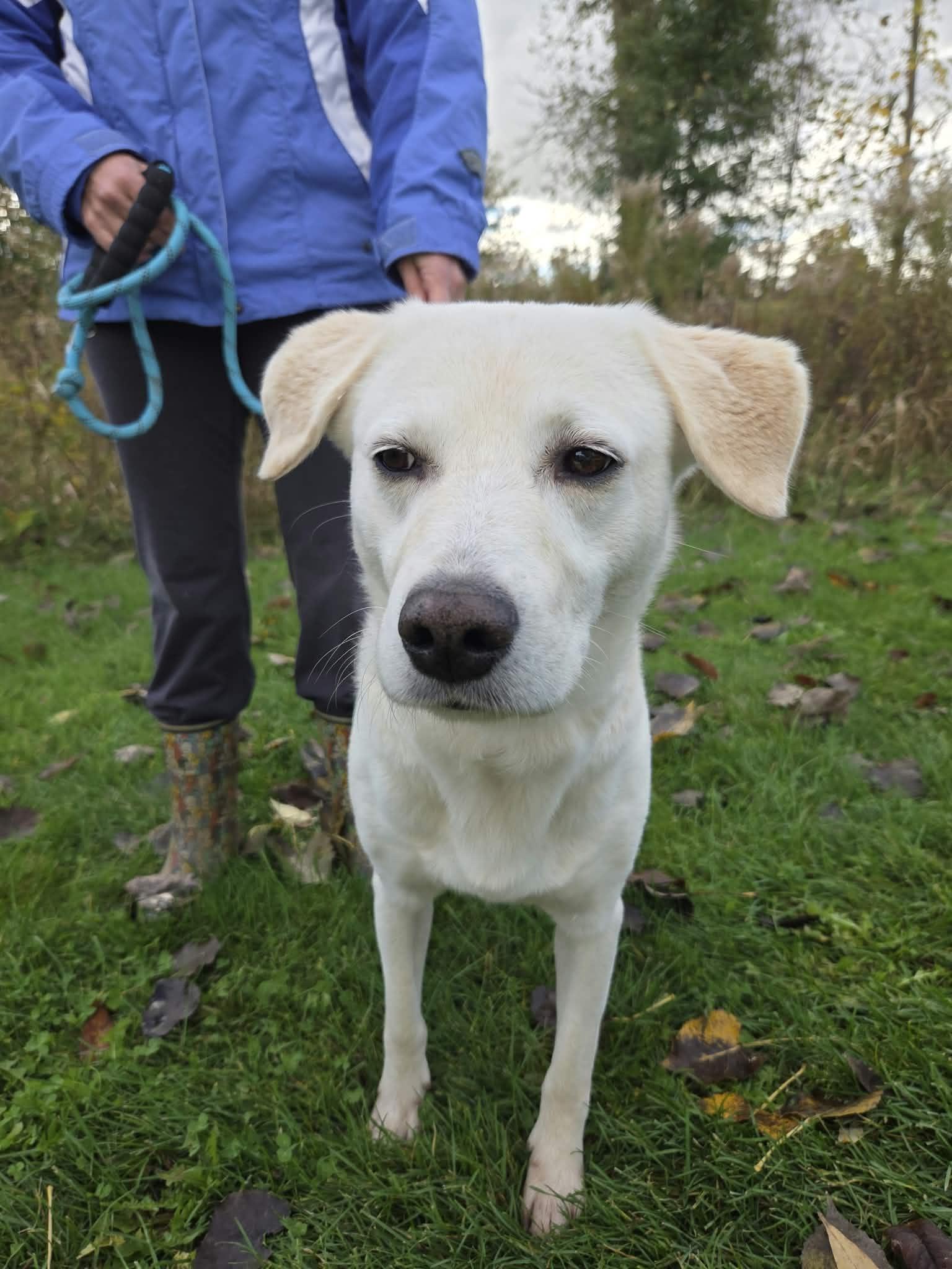 Enlarge Cooper-Not Accepting Applications Yet, a Adoptable mixed breed in Medina, OH image 5/6