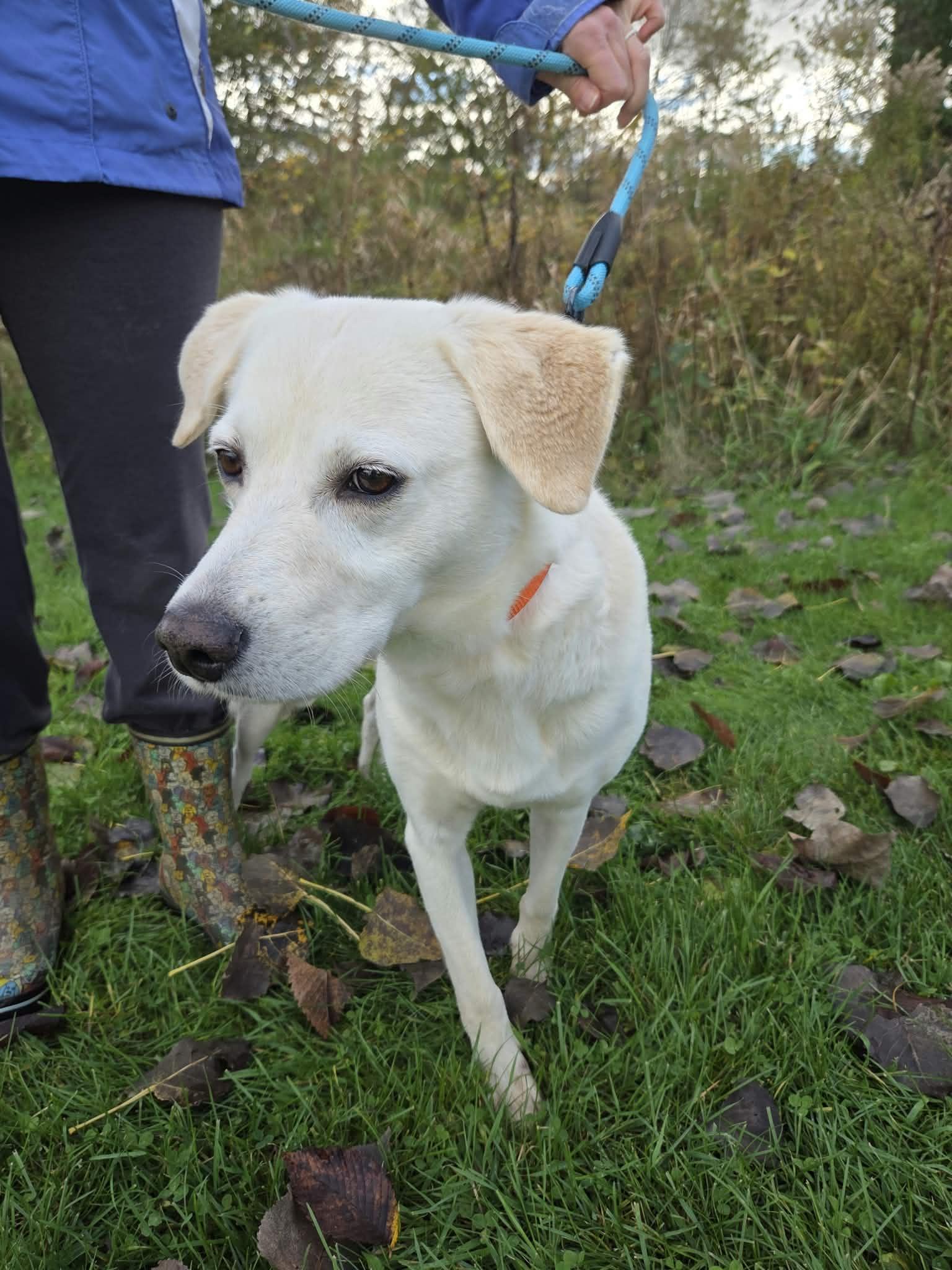 Enlarge Cooper-Not Accepting Applications Yet, a Adoptable mixed breed in Medina, OH image 2/6