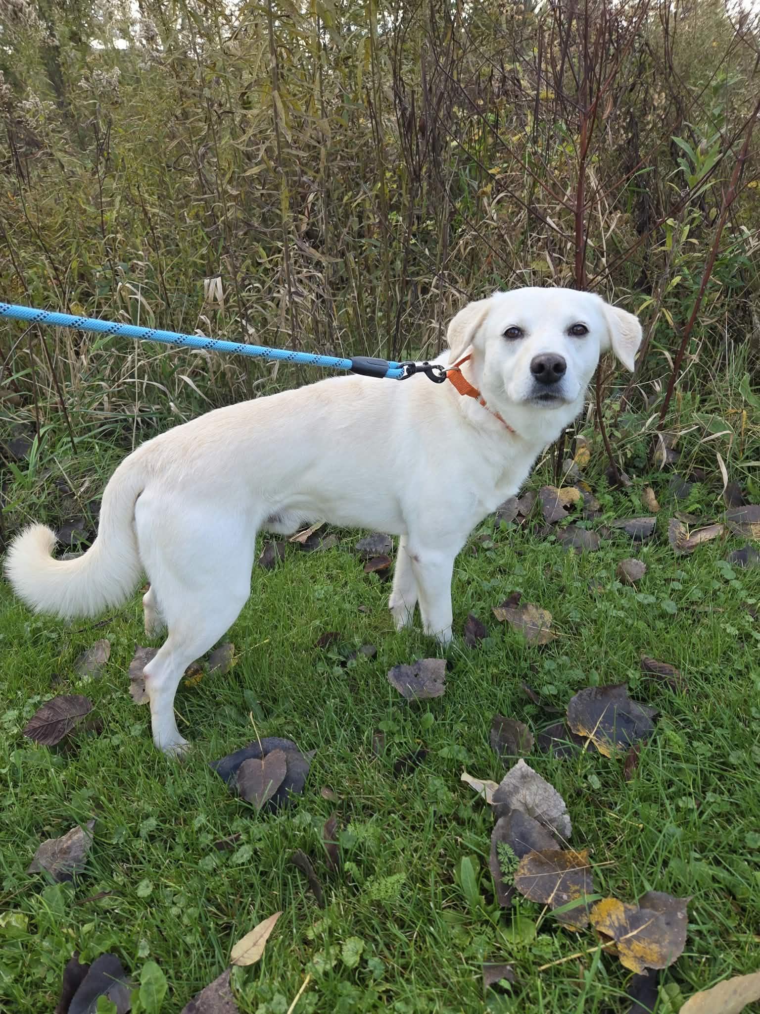 Enlarge Cooper-Not Accepting Applications Yet, a Adoptable mixed breed in Medina, OH image 6/6