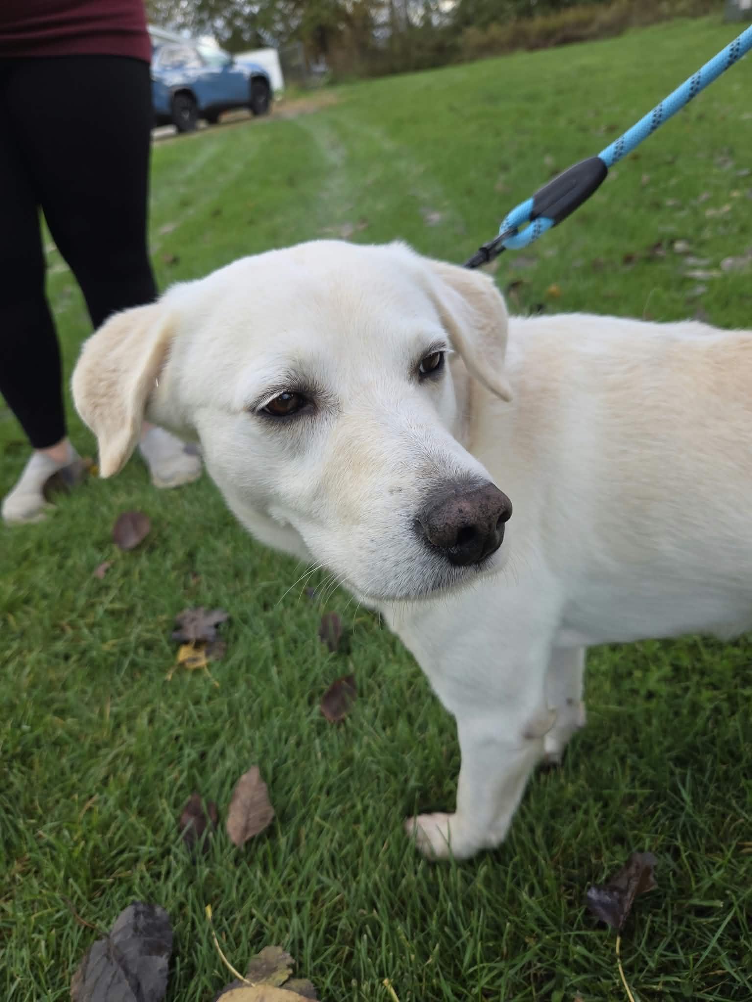 Enlarge Cooper-Not Accepting Applications Yet, a Adoptable mixed breed in Medina, OH image 3/6
