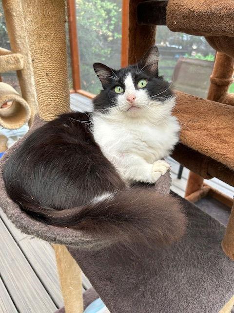 Abe, a Adoptable Tuxedo in Dripping Springs, TX image 1/3