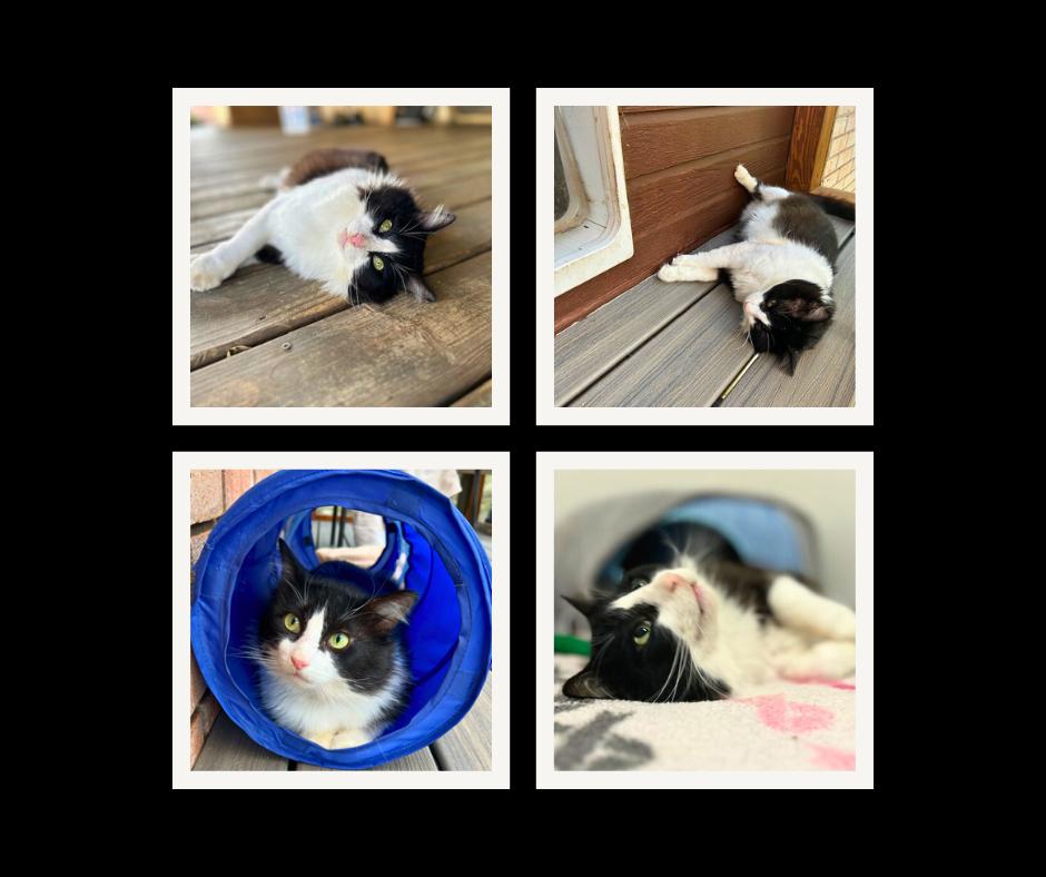 Abe, a Adoptable Tuxedo in Dripping Springs, TX image 2/3