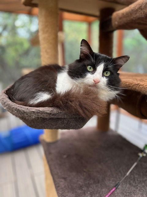 Abe, a Adoptable Tuxedo in Dripping Springs, TX image 3/3