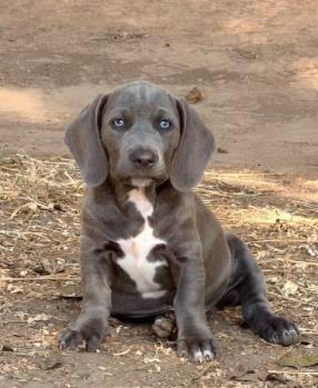 Bohdi, Adoptable, Puppy Male Hound & Mixed Breed.