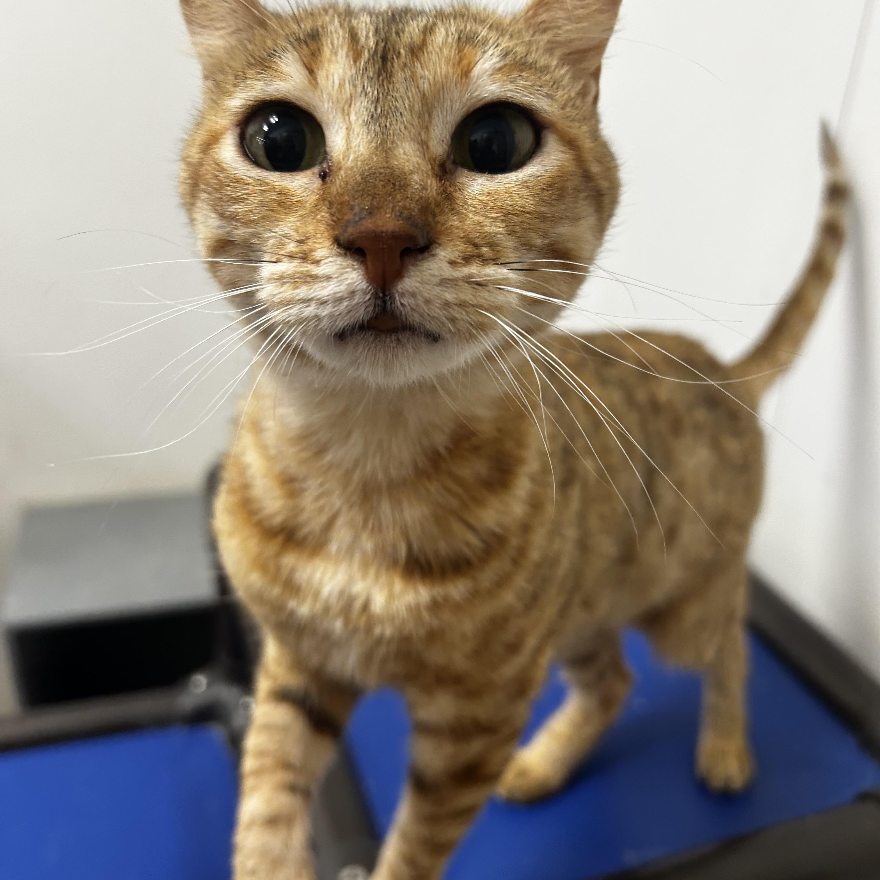 French Fry, adopted, Young Female Highland Fold.