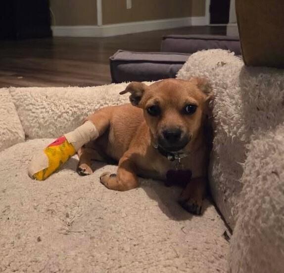 Benito, a Adoptable mixed breed in Richardson, TX image 1/6