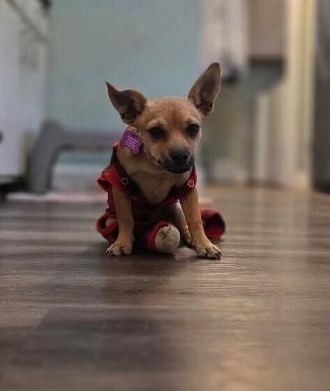 Benito, a Adoptable mixed breed in Richardson, TX image 2/6