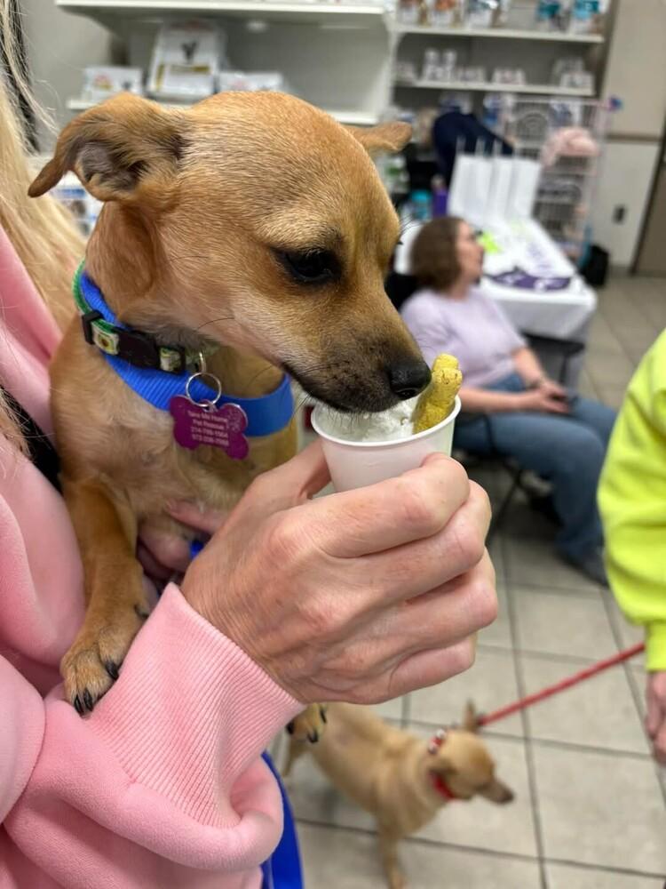 Benito, a Adoptable mixed breed in Richardson, TX image 3/6