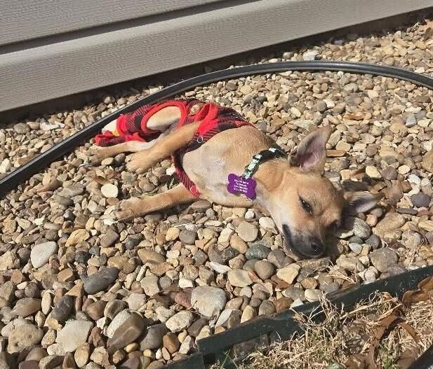 Benito, a Adoptable mixed breed in Richardson, TX image 4/6