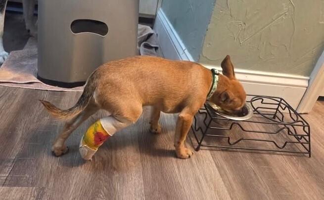 Benito, a Adoptable mixed breed in Richardson, TX image 5/6