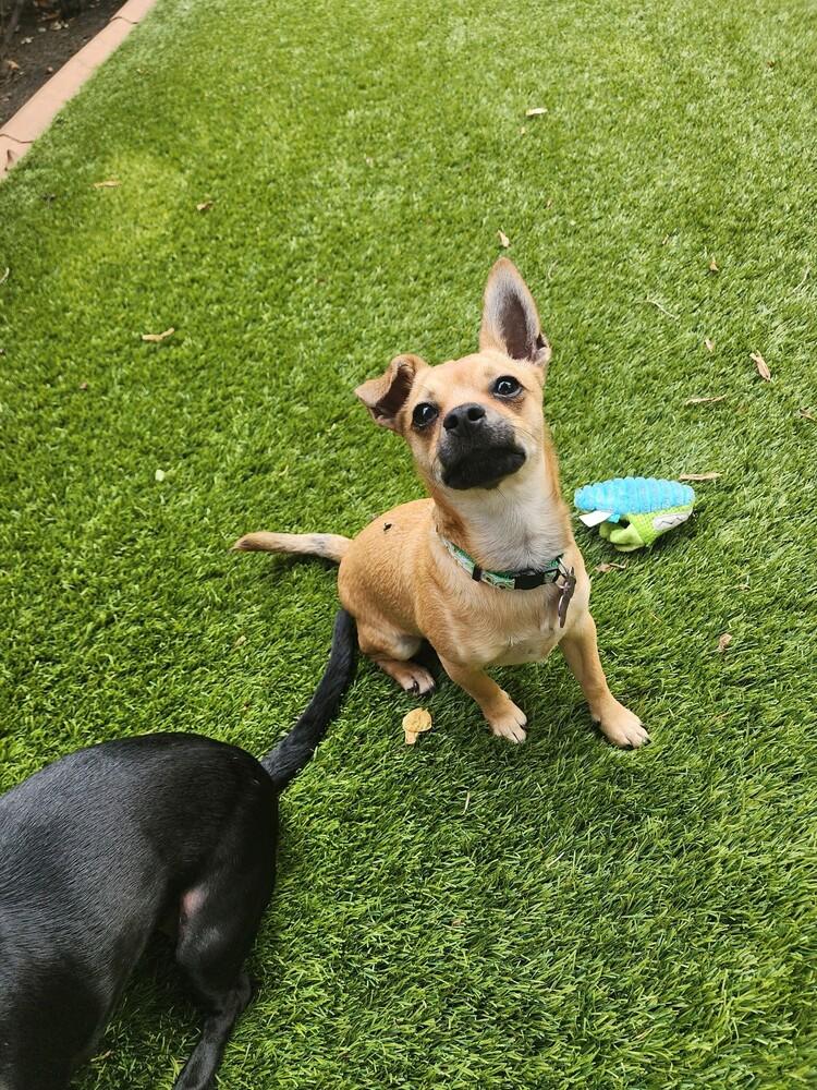 Enlarge Benito, a Adoptable mixed breed in Richardson, TX image 5/6