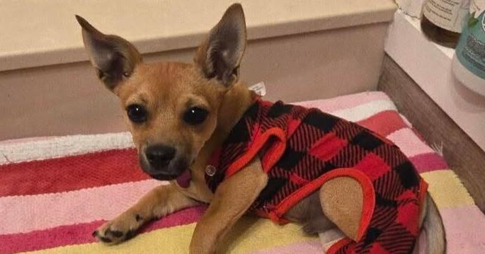 Benito, a Adoptable mixed breed in Richardson, TX image 6/6