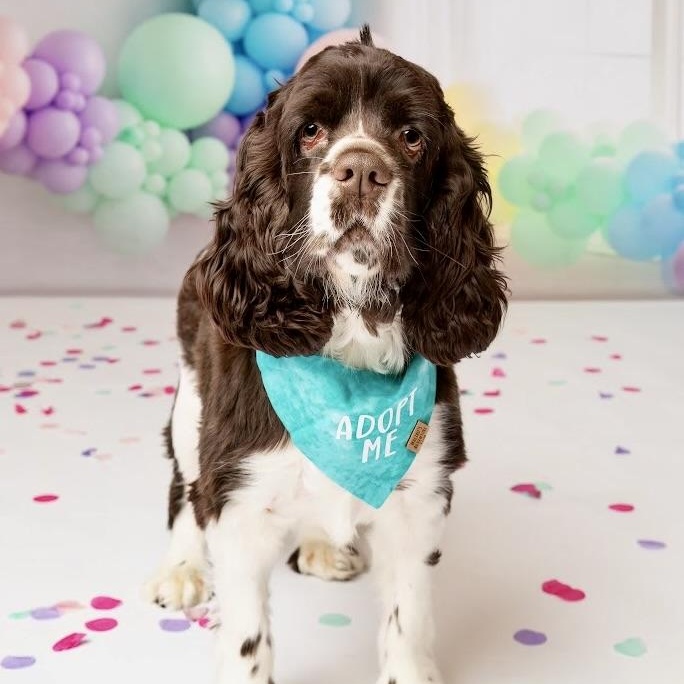 Enlarge Elvis, a Adoptable mixed breed in Dallas, TX image 4/6