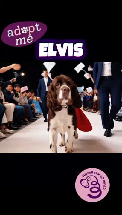 Enlarge Elvis, a Adoptable mixed breed in Dallas, TX video 2/6