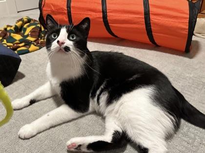 Boo, Adoptable, Senior Male Domestic Short Hair & Domestic Short Hair.