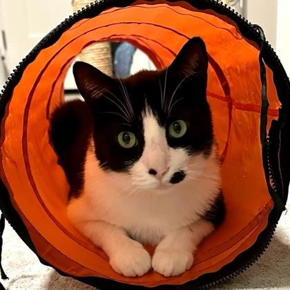 Enlarge Boo, a Adoptable mixed breed in Madison, WI image 2/3