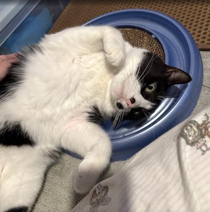 Enlarge Boo, a Adoptable mixed breed in Madison, WI image 3/3