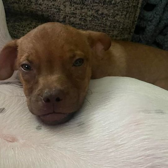 Enlarge Jaco Pastorius, a Adopted Chihuahua in San Francisco, CA image 1/4